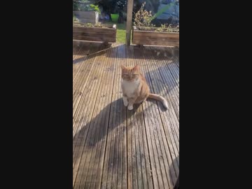 ホモと見る怪我のふりをして同情を誘う演技派猫