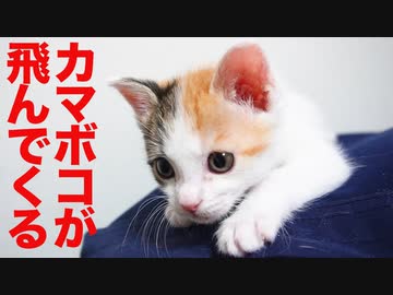 三毛子猫が暴れ、珍獣のカマボコが飛ぶ