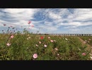 かすみがうらうら#30 コスモス電車ととり