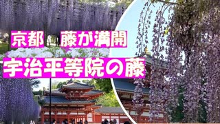 京都　宇治平等院の藤　平等院の藤が満開でとってもきれいでした。ツツジも同時に楽しめました。