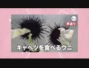 キャベツを食べるウニなる