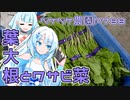 2023年10月20日　農作業日誌P788　葉大根とワサビ菜をいっぱい収穫してみたので