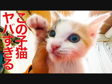 三毛子猫、恐るべき才能を見せつける