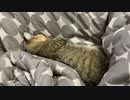 やっとコタツに移動しました