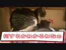 子猫姉妹に寝床を奪われ取り返そうとする先住猫がとった行動【すずらん動画】