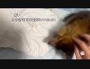 【あかねこ】縁日射的やりたい〜よ！。2023年10月18日。
