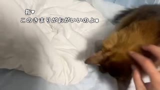 【あかねこ】縁日射的やりたい〜よ！。2023年10月18日。