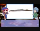 【ゆっくり解説】わかさぎ姫が教える魚　#35匹目　～八目鰻～