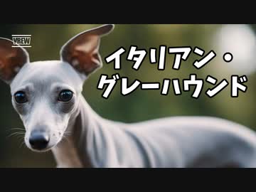 イタリアン・グレーハウンドの魅力！