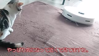 【マンチカンの子猫】子猫のびびとロボット掃除機2｜びびちゃんねる