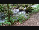 ChiyuriGreen TiyuriGreen @長山 知由理