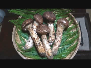 松茸の和紙包み焼き【長火鉢とおっさん329】