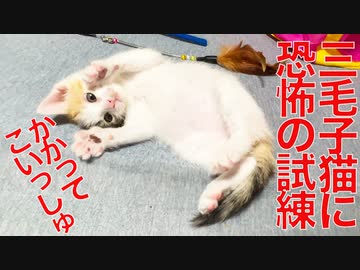 保護三毛子猫、巣立ち前の恐怖の試練に挑む