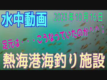 水中動画（2023年10月16日）in　熱海港海釣り施設