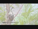 カブトムシ　歌ってみた【22日目】