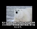 シロクマってどんなどうぶつなの