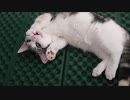 【マンチカンの子猫】生後6カ月の健康状態報告｜びびちゃんねる