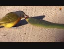 ホモと見る執拗に蛇の目を攻撃する鳥