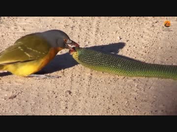 ホモと見る執拗に蛇の目を攻撃する鳥