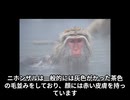 ニホンザルってどんなどうぶつなの