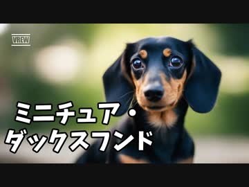 ミニチュア・ダックスフンドの魅力！