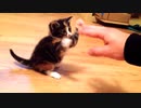 【疑似m@s】Cat A Tat!!!