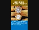 遺伝子組み換えトウモロコシの見分け方
