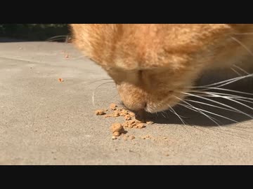 ねこにまたたび