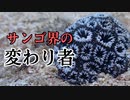 サンゴ界の変わり者を紹介！あなたのサンゴのイメージが覆されます。【キクメイシモドキ】
