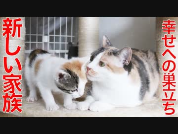 保護三毛子猫、幸せへの巣立ちと新たな家族