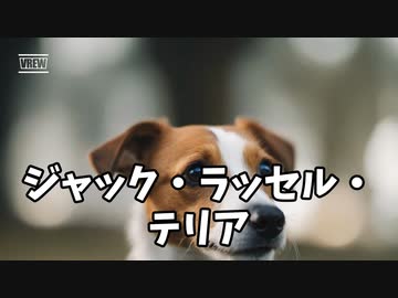 ジャック・ラッセル・テリアの魅力！