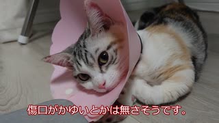 【マンチカンの子猫】避妊手術から１週間後まで｜びびちゃんねる