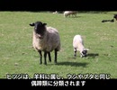 ヒツジってどんなどうぶつなの　●●