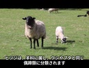 ヒツジってどんなどうぶつなの