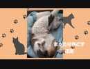 まったり過ごす豆達