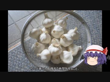 ゆっくり農民223ニンニクを育ててみませんか？#14