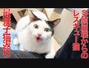 多頭崩壊からのレスキュー猫、最強の子猫返りをする