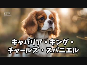 キャバリア・キング・チャールズ・スパニエルって知ってる？