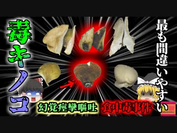 【2016年】「図鑑に載ってたキノコだし大丈夫」→1時間以上吐き続け全身が痙攣・幻覚を見る地獄の症状に…『ツキヨタケ食中毒事件』【ゆっくり解説】