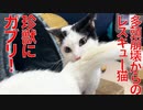 多頭崩壊からのレスキュー猫、猫型珍獣をいきなり噛む