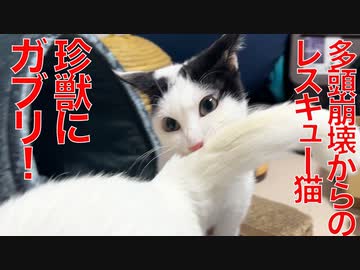 多頭崩壊からのレスキュー猫、猫型珍獣をいきなり噛む