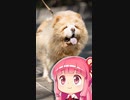 チャウチャウ犬についての考察
