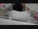 仔うさぎくうらさんが満腹でくつろぐようです。【徒然兎〜つれづれうさ〜 】#3