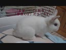 仔うさぎくうらさんのぷち部屋んぽデビュー！【徒然兎〜つれづれうさ〜 】#4