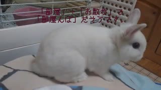 仔うさぎくうらさんのぷち部屋んぽデビュー！【徒然兎〜つれづれうさ〜 】#4