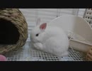 仔うさぎくうらさんの毛づくろい【徒然兎〜つれづれうさ〜 】#5