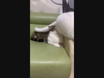 ホモと見るけつあなを押し付けられる猫