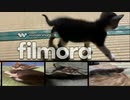 保護当時から猫らしからぬオーラを放つ不思議な子猫姉妹「すずとらん」