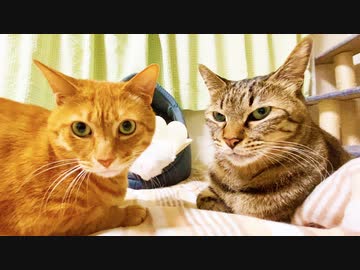 元野良の三男坊猫、亡き兄の場所に座る