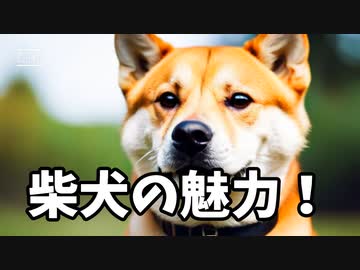 柴犬の魅力！